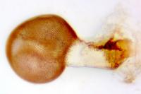 Idaea mancipiata