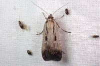 Tathorhynchus exsiccata