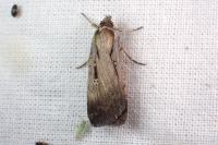 Tathorhynchus exsiccata