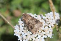Agrotis segetum