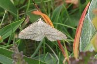 Mesotype verberata