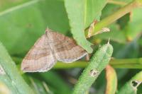 Scotopteryx chenopodiata