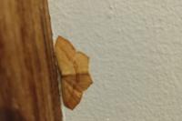 Scopula imitaria