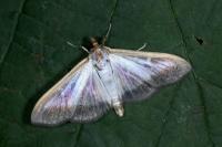 Cydalima perspectalis