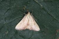 Endotricha flammealis