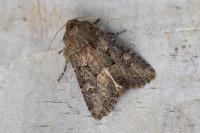 Luperina testacea
