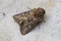 Luperina testacea