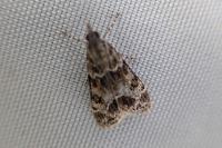 Eudonia mercurella