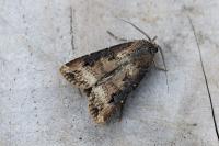 Agrotis ipsilon