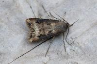 Agrotis ipsilon
