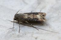Agrotis ipsilon
