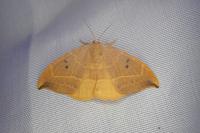 Watsonalla binaria