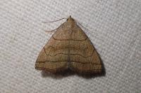 Herminia tarsicrinalis