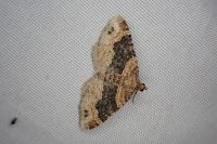 Xanthorhoe ferrugata