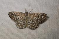 Scopula tessellaria