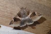 Dysgonia algira