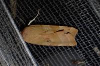 Noctua fimbriata