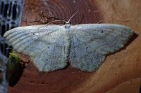 Scopula nigropunctata