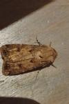 Agrotis segetum