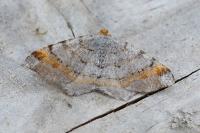 Macaria liturata