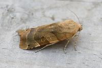 Noctua fimbriata