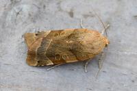 Noctua fimbriata