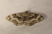Epirrhoe alternata