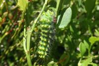 Saturnia pavonia