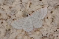 Asthena albulata