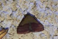 Phytometra viridaria