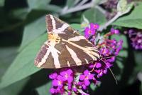 Euplagia quadripunctaria