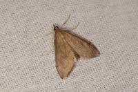 Anania terrealis