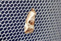 Elaphria venustula