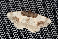 Ligdia adustata