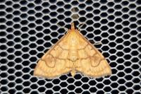 Anania verbascalis