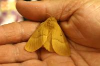 Lasiocampa quercus quercus