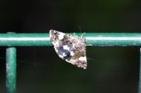 Tyta luctuosa
