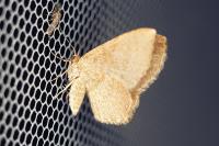 Euchoeca nebulata