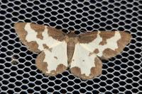 Lomaspilis marginata