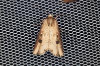 Axylia putris