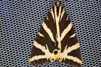 Euplagia quadripunctaria