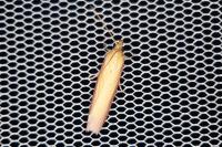 Oncocera semirubella