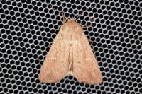 Mythimna ferrago