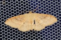 Idaea rubraria