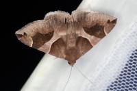 Dysgonia algira