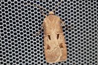 Agrotis exclamationis exclamationis