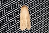 Mythimna pallens