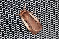 Ochropleura plecta