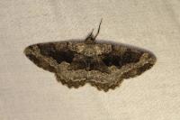 Alcis repandata