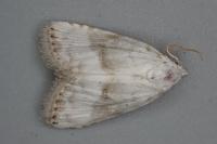 Meganola albula